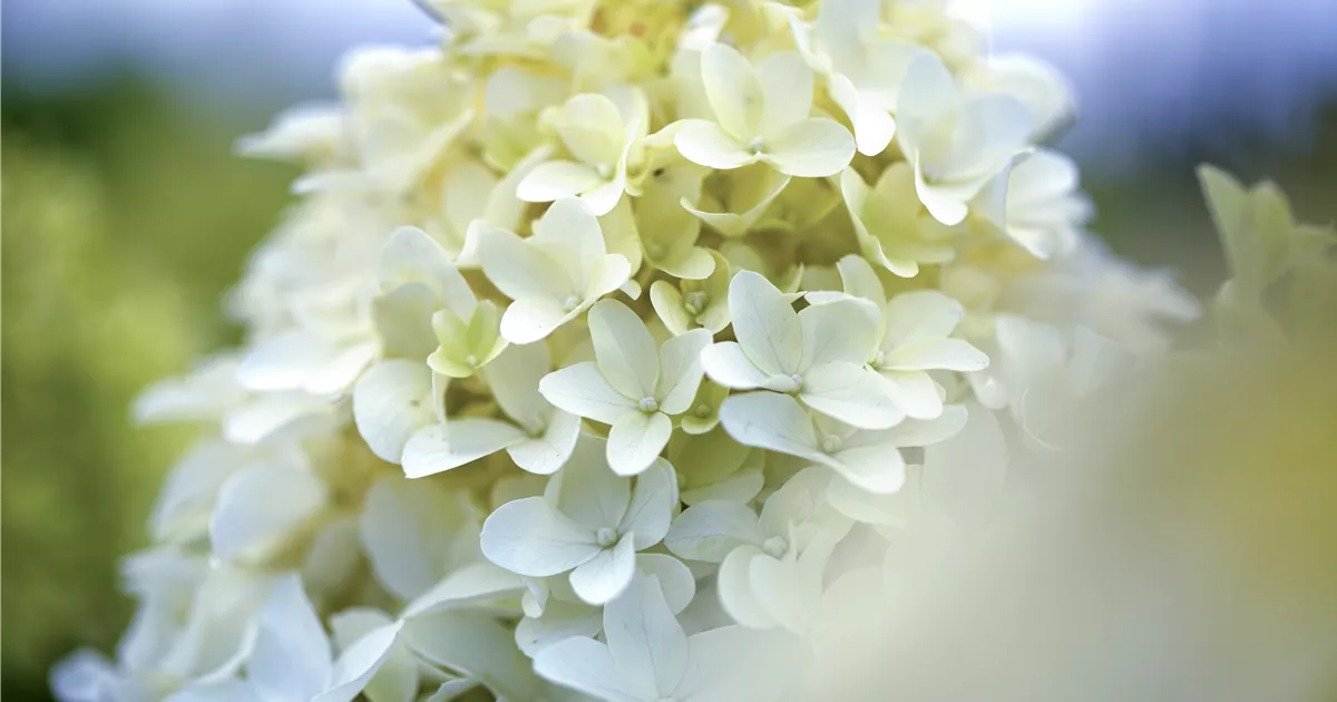 Hydrangea paniculata 'Skyfall'®