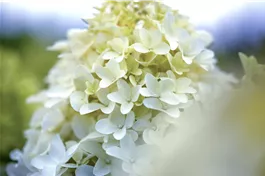 Rispenhortensie 'Skyfall'® - Hydrangea paniculata 'Skyfall'®