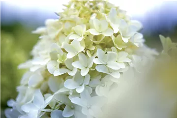Hydrangea paniculata 'Skyfall'®