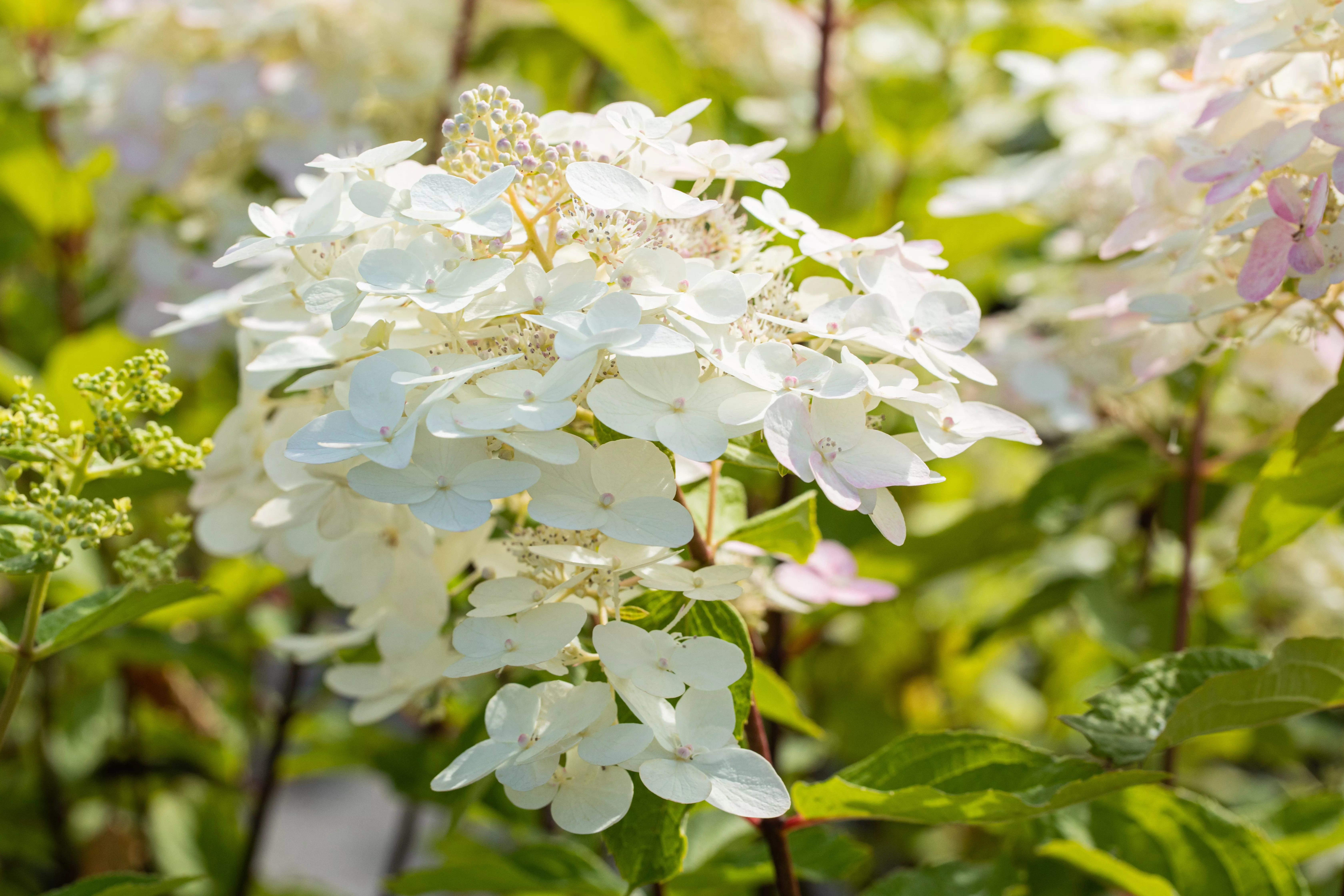 Hydrangea paniculata 'Unique'