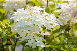 Rispenhortensie 'Unique' - Hydrangea paniculata 'Unique'