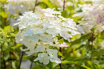 Hydrangea paniculata 'Unique'