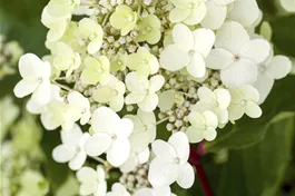 Rispenhortensie 'Vanille Fraise'® - Hydrangea paniculata 'Vanille Fraise'®