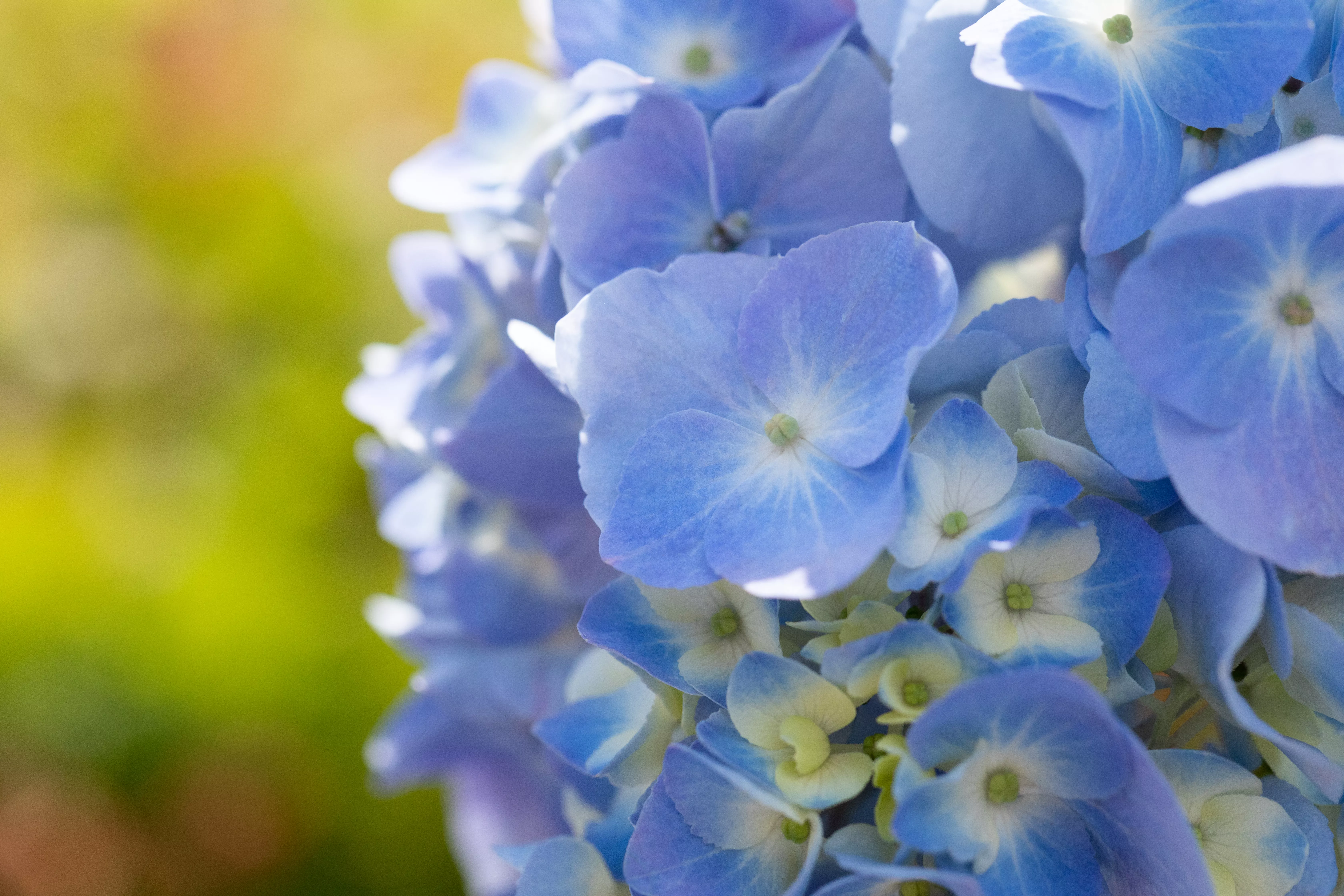 Hydrangea macr. 'Endless Summer'® blau