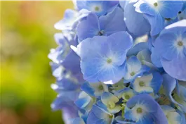 Ballhortensie 'Endless Summer'® blau - Hydrangea macr. 'Endless Summer'® blau