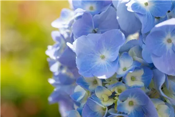 Hydrangea macr. 'Endless Summer'® blau