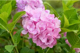 Ballhortensie 'Endless Summer'® rosa - Hydrangea macr. 'Endless Summer'® rosa