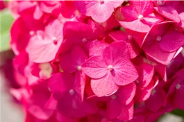 Ballhortensie Endless Summer 'Summer Love'® - Hydrangea macr. Endless Sum. 'Summer Love'®