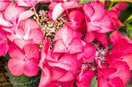 Tellerhortensie 'Dark Angel'® Teller rot - Hydrangea macrophylla 'Dark Angel'® Teller rot