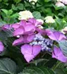 P48314_4.jpg