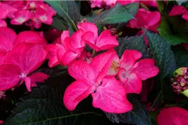 Tellerhortensie 'Dark Angel' ® Rot - Hydrangea macr. 'Dark Angel' ® Teller rot