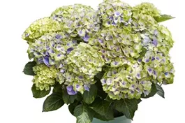 Bauernhortensie 'Magical Jewel'® blau - Hydrangea macrophylla 'Magical Jewel'® blau