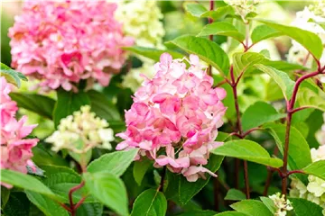 Rispenhortensie 'Bloody Marie' - Hydrangea paniculata 'Bloody Marie'