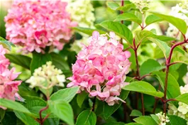 Rispenhortensie 'Bloody Marie' - Hydrangea paniculata 'Bloody Marie'