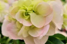 Bauernhortensie Hovaria® 'Twisty' - Hydrangea Hovaria® 'Twisty'