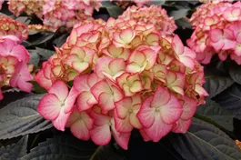 Bauernhortensie 'Adula' rosa - Hydrangea macrophylla 'Adula' rosa