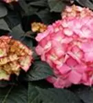 P2001201_5.jpg