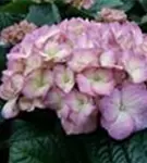 P2001339_2.jpg