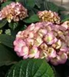 P2001339_3.jpg