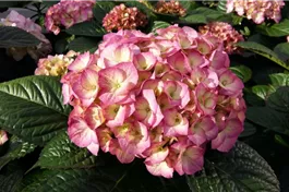 Bauernhortensie SAXON® 'Gräfin Cosel' lila - Hydrangea SAXON® 'Gräfin Cosel' lila