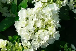 Bauernhortensie You&Me ® 'Coco' - Hydrangea You&Me® 'Coco'