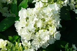 Bauernhortensie You & Me ® 'Coco' - Hydrangea You & Me® 'Coco'