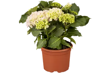 Hydrangea macrophylla 'Pink Sensation'