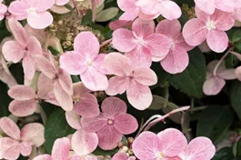 Rispenhortensie 'Switch Ophelia' ® - Hydrangea panic. 'Switch Ophelia'®