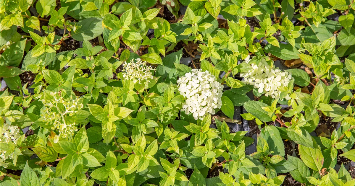 Hydrangea paniculata 'Bombshell' ®