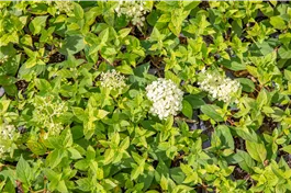 Rispenhortensie 'Bombshell'(s) - Hydrangea panic. 'Bombshell' ®