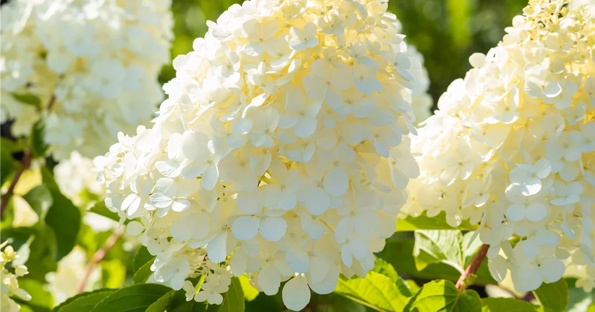 Hydrangea panic. 'Polar Bear'