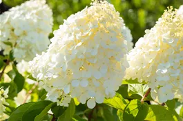 Rispenhortensie 'Polar Bear' - Hydrangea panic. 'Polar Bear'