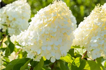 Hydrangea panic. 'Polar Bear'