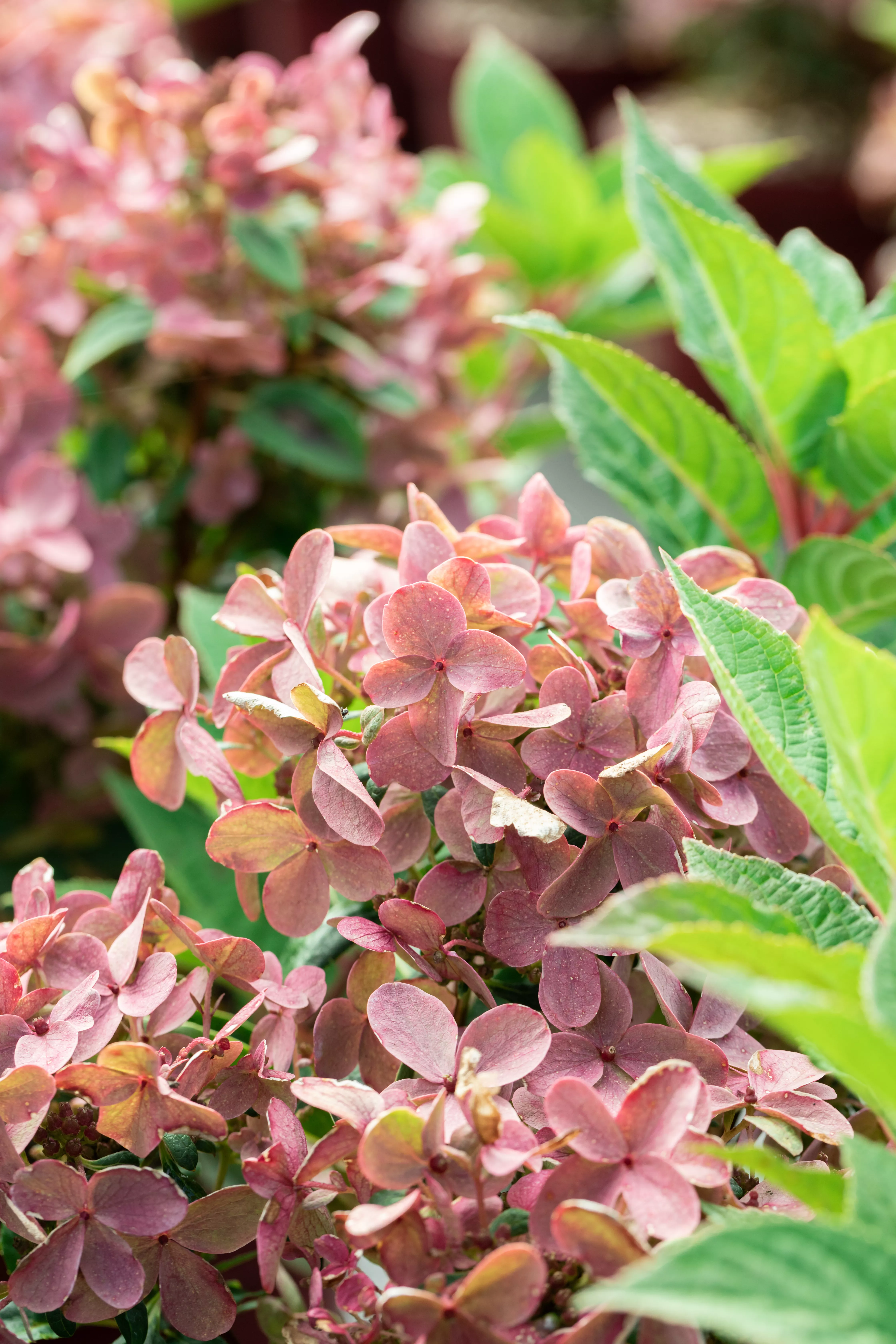 Hydrangea panic. 'Polestar' ®