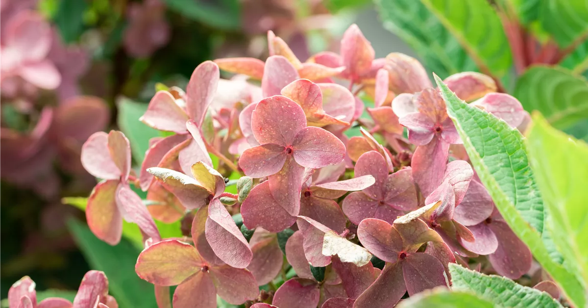 Hydrangea panic. 'Polestar' ®