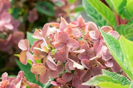 Rispenhortensie 'Polestar'® - Hydrangea panic. 'Polestar' ®