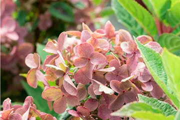 Hydrangea panic. 'Polestar' ®