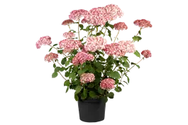 Ballhortensie 'Pink Annabelle'® - Hydrangea arbor.'Pink Annabelle' ®