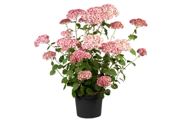 Ballhortensie 'Pink Annabelle'® - Hydrangea arbor.'Pink Annabelle' ®