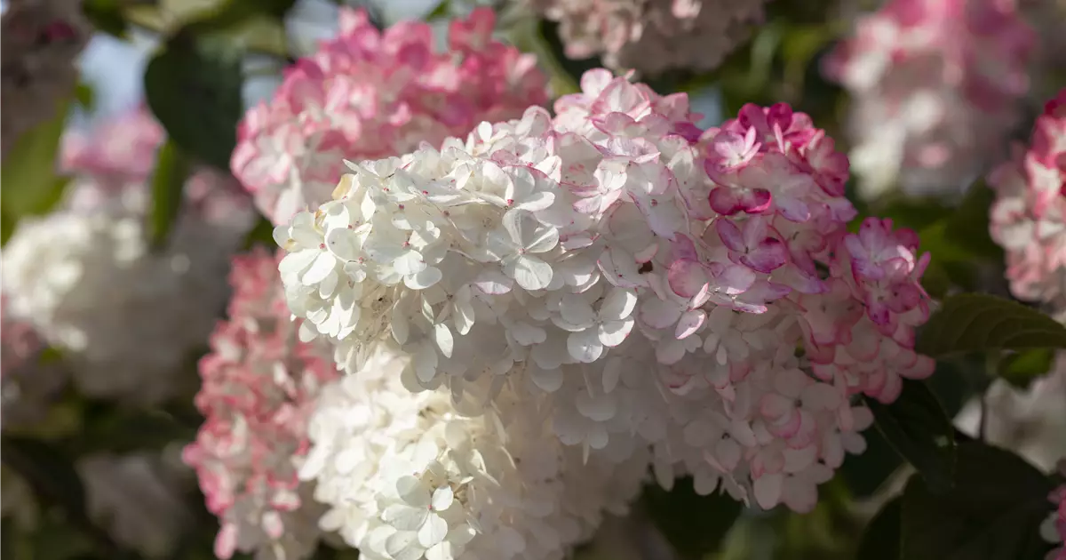 Hydrangea paniculata 'Sundae Fraise' ®