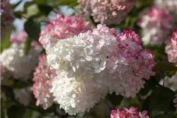 Hydrangea paniculata 'Sundae Fraise' ®