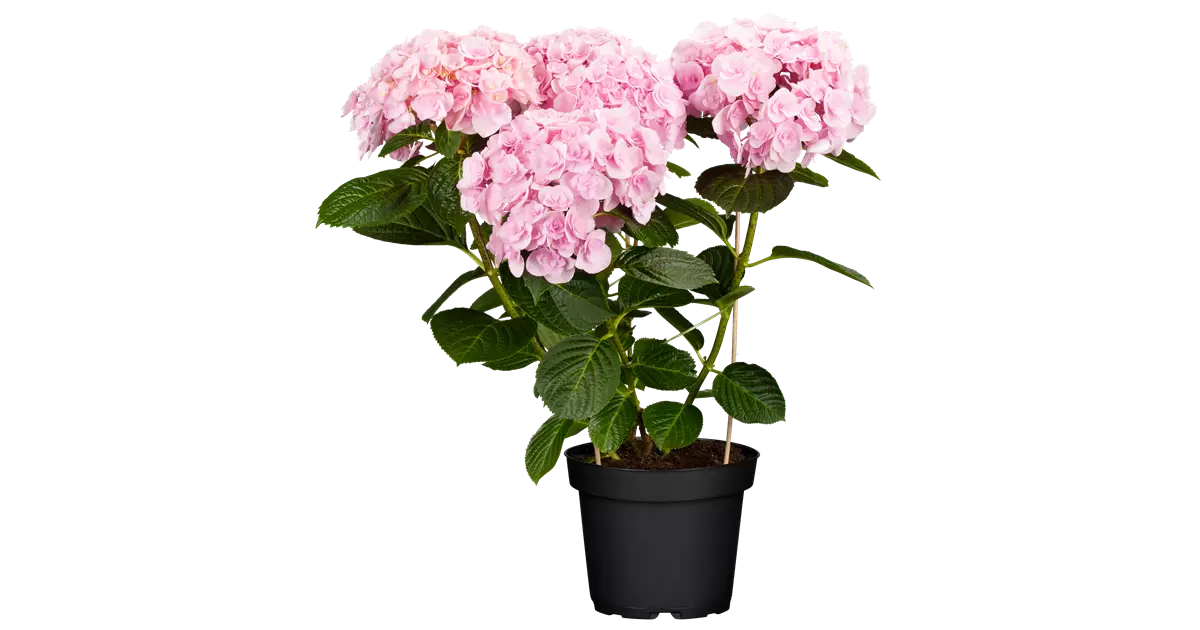 Hydrangea macrophylla 'Love'