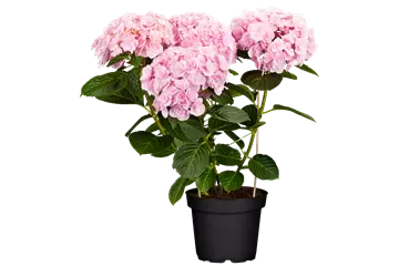 Hydrangea macrophylla 'Love'