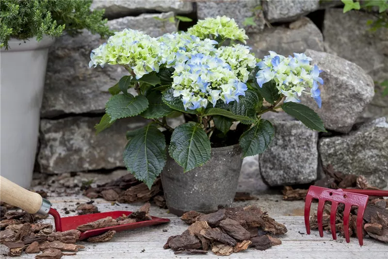 Hortensien im Winter richtig pflegen und schützen - Hortensien24
